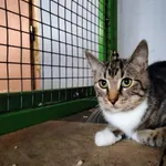 Znaleziono kota, Chojnice, 26 czerwca 2024