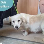Znaleziono psa, Dąbrówka, 25 czerwca 2024