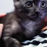 Kot do adopcji, Piła, 13 czerwca 2024