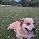 Pies do adopcji, Racibórz, 19 czerwca 2024