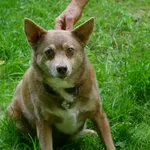 Znaleziono psa, Wałbrzych, 26 czerwca 2024