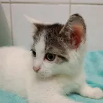 Kot do adopcji, Bytom, 28 czerwca 2024