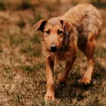 Pies do adopcji, Czartki, 28 czerwca 2024