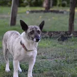 Suczka poz. 24/0398 w DT