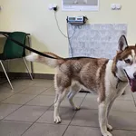 Znaleziono psa, Choszczno, 25 czerwca 2024