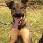 Pies do adopcji, Jelenia Góra, 14 czerwca 2024