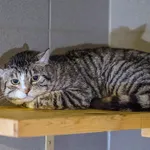 Kot do adopcji, Sopot, 30 czerwca 2024
