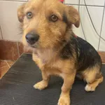 Pies do adopcji, gmina Dobra (Szczecińska), 28 czerwca 2024
