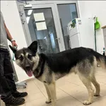 Znaleziono psa, Grudziądz, 30 czerwca 2024