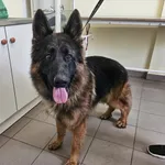 Znaleziono psa, Choszczno, 20 czerwca 2024