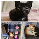 Kot do adopcji, Oborniki, 21 czerwca 2024