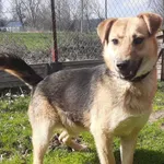 Snikers (5884), Samiec