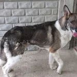 Czesmir to pies przywieziony w dniu 04.06.2024r z terenu gm. Szulborze Wielkie, w bardzo złym stanie, po leczeniu dochodzi do formy zdjęcie z dnia 01.07.2024r średni na wysokich łapach,starszy