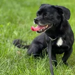 Pigi trafiła do nas po śmierci swojego opiekuna. Przerażona, kilkunastoletnia, maleńka sunia, nie rozumie co się stało, dlaczego nagle zniknął jej opiekun i dom, dlaczego znalazła się w tym dziwnym mi