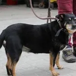 Pies do adopcji, Oborniki, 1 czerwca 2024