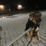 Znaleziono psa, Świdnica, 1 lipca 2024