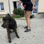 Znaleziono psa, Świdnica, 30 czerwca 2024