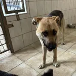 Nr: 266/2024 - Pies z Jawor