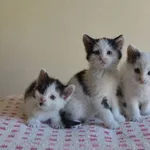 Kot do adopcji, Oborniki, 26 czerwca 2024