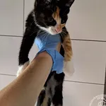 Przyjęty: 2024-06-29 Gmina: Osiek Płeć: Kotka Opis: europejska, tricolor