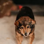 Dziadek 616093902303842