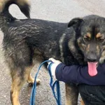 Masti (5878), Samica