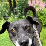 Żabcia jest cudowną, wiecznie pozytywną, około 10-letnią damą. Widać, że jest oswojona, zapewne miała kiedyś dom. Sunia jest przyzwyczajona do człowieka, jego obecności. Lubi inne psy. Jest cierpliwa,