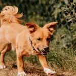 Figiel 616093902519487