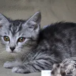 Kot do adopcji, Chełmek, 21 czerwca 2024