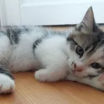 Kot do adopcji, Świdnica, 13 czerwca 2024