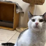 4509/77/24 Łapcia   - data przyjęcia - 01.07.2024