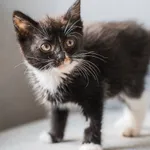 Kot do adopcji, Świdnica, 12 czerwca 2024