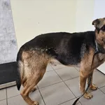 Znaleziono psa, Choszczno, 17 maja 2024