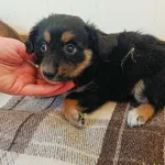 Pies do adopcji, Racławice, 27 czerwca 2024
