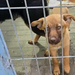 Pies do adopcji, Gorzów Wielkopolski, 18 maja 2024