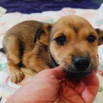 Pies do adopcji, Racławice, 27 czerwca 2024