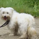 Znaleziono psa, Toruń, 2 czerwca 2024