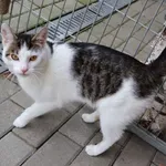 Kot do adopcji, Częstochowa, 27 maja 2024