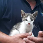 Kot do adopcji, Włocławek, 4 lipca 2024