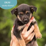 Pies do adopcji, Dąbrówka, 5 lipca 2024