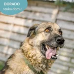 Pies do adopcji, Dąbrówka, 5 lipca 2024