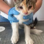 Kot do adopcji, Włocławek, 8 lipca 2024