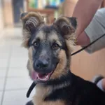 SUCZKA PRZYPROWADZONA PRZEZ ZNALAZCĘ 08.07.2024