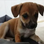 SUCZKA Z INTERWENCJI