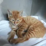 Kot do adopcji, Włocławek, 5 lipca 2024