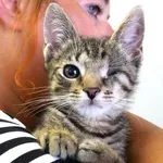 Kot do adopcji, Piła, 20 czerwca 2024