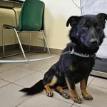 Pies do adopcji, Choszczno, 7 czerwca 2024