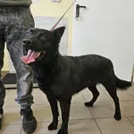 Pies do adopcji, Choszczno, 4 czerwca 2024