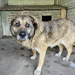 Pies do adopcji, Choszczno, 31 maja 2024