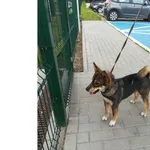 Znaleziono psa, Bydgoszcz, 5 lipca 2024